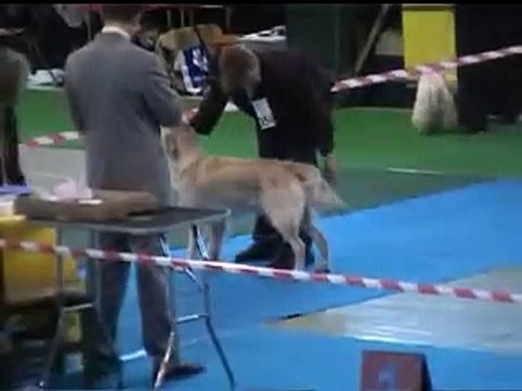 выставка собак