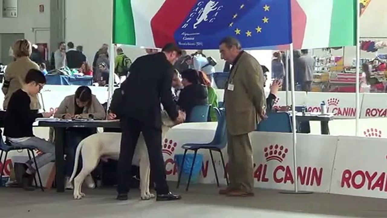 Dogo Argentino