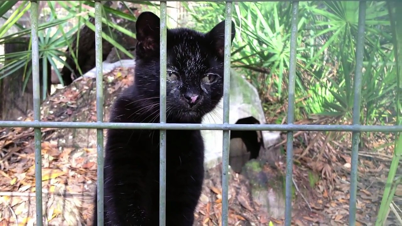 Melanistic Geoffroy Cat Dental