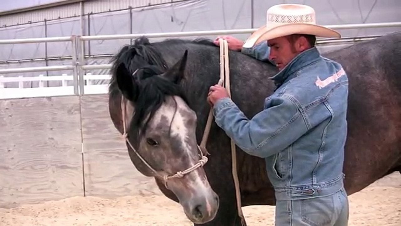 Teaching lateral flexion to a warmblood stallion