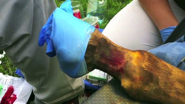 Surgical Horse Neurectomy - Marc Smith, DVM