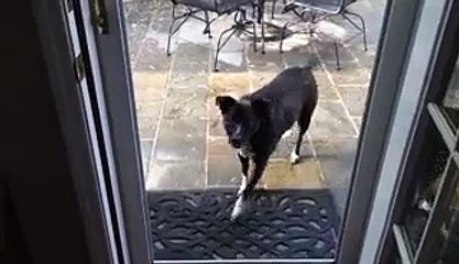 Dog Confused By Screenless Door - allmovieschoice.com