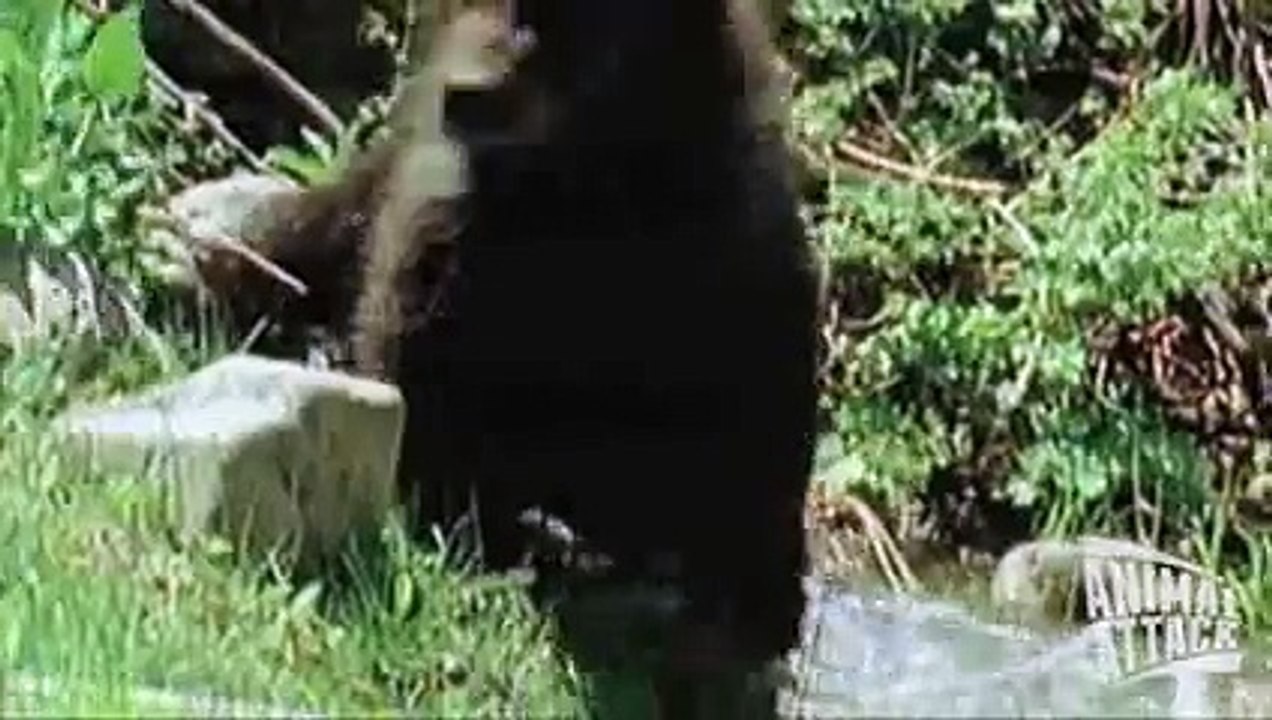 Lion vs Bear Fight - Animal Face Off