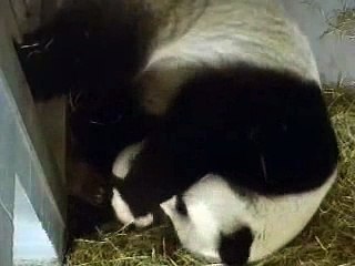 Lun Lun & Cub 10-20-06