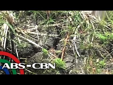 Pinsala ng init sa North Cotabato, nasa P60M na