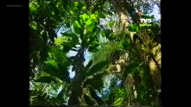Projet de perroquet ara