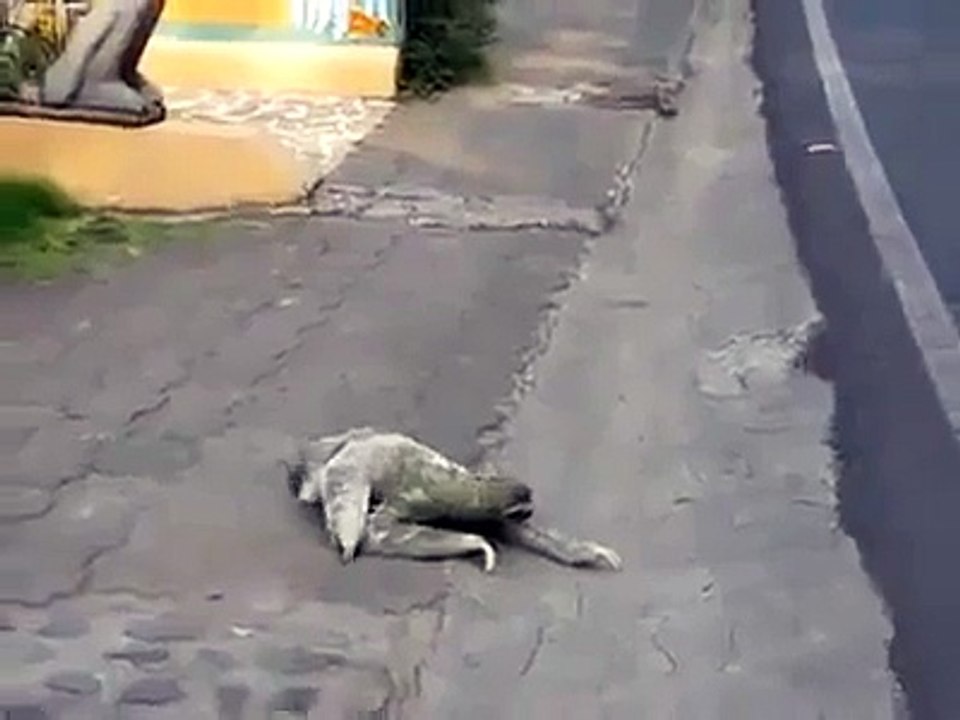 An Amazing Animal