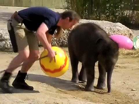 Elefantenbaby Jamuna Toni - 1. Freigang im Tierpark Hellabrunn