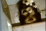 Lun Cuddles and Cleans Her Cubbie 12-02-08