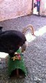 Bald Eagle Eating a Rat