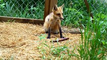 Ron the Red fox receives gift from BurakkuInferuno