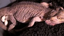 Bearded Dragon -Cali-  laying EGGS