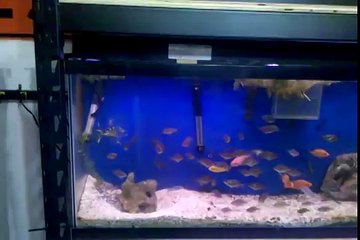 my 470 gallon cichlid setup fish room