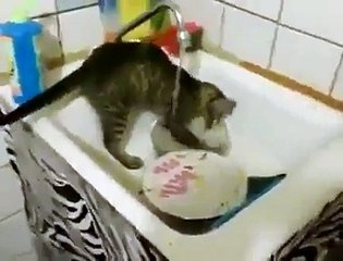 برتن دھونے والی بلی ، یقین نہیں آتا تو پھر ویڈیو دیکھیں