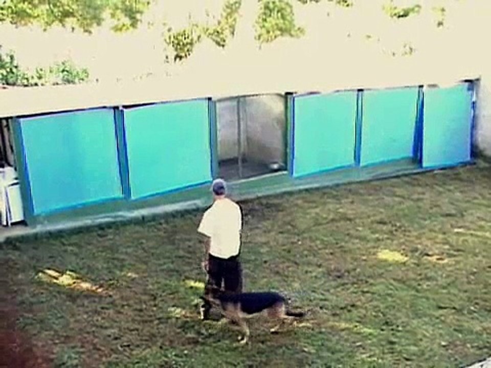 Adestramento Basico cão Urso