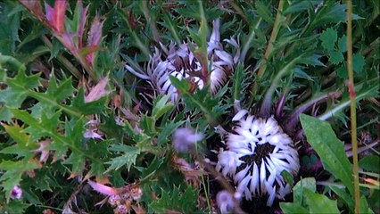 AIR- Cherry Blossom Girl [ lyric video ]