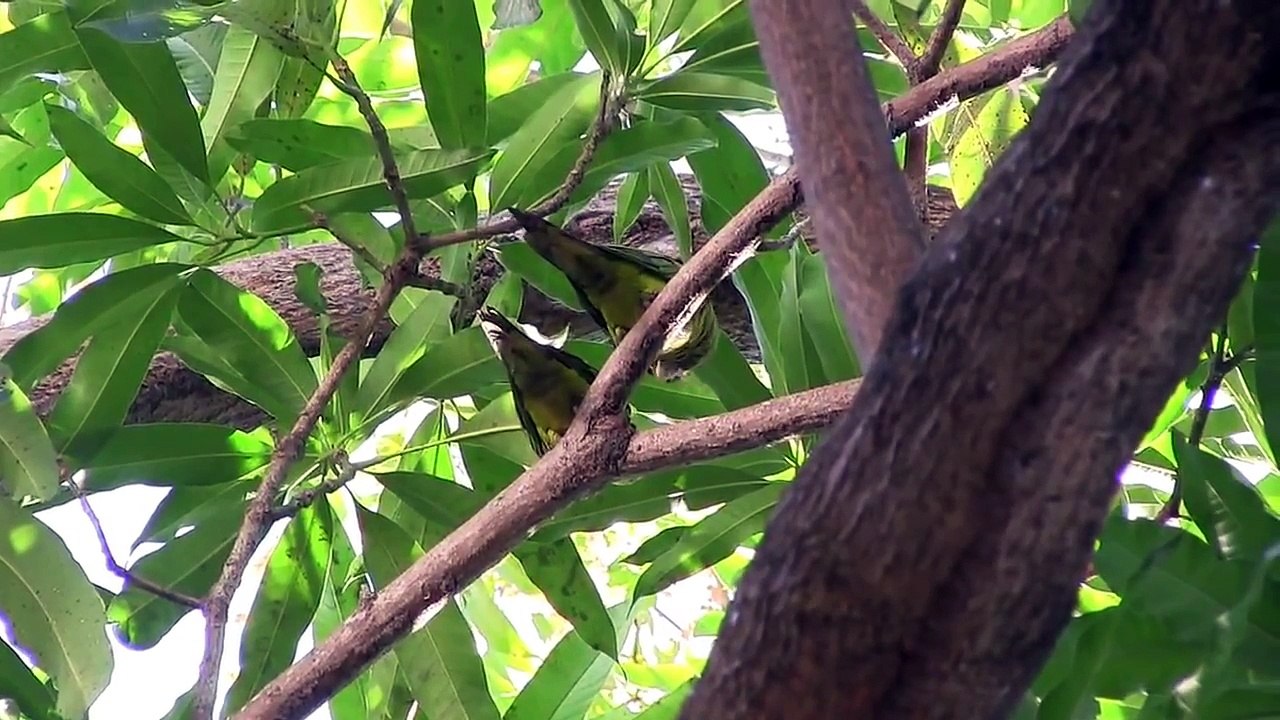 Pericos y otras aves (HD)
