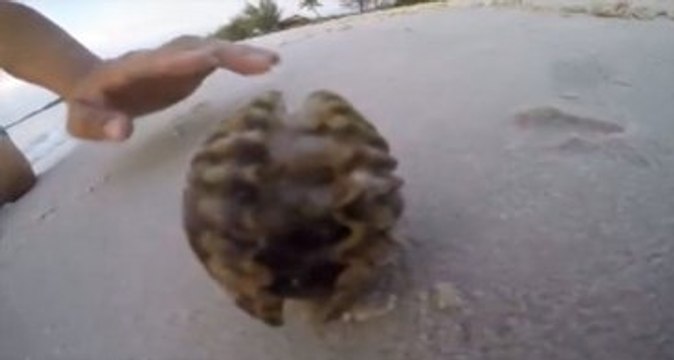 Deniz Kabuğunun İçinden Çıkanı Görünce Gözlerine İnanamadı