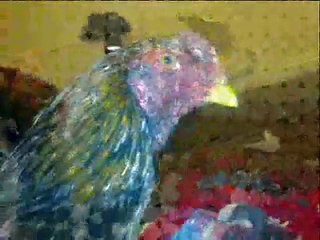 asil, shamo poultry show original breed