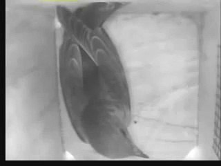 Eastern Bluebird: Male bluebird brings straw into box, Mar 8, 2009