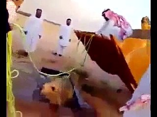 ان لوگوں کی عقل چیک کریں ایک اونٹ کو ہی نہ بچا پائے