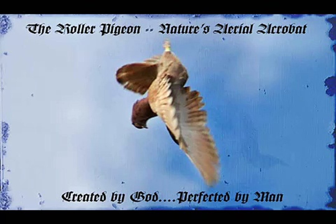 BMC Roller Pigeons Doing What They Do Best