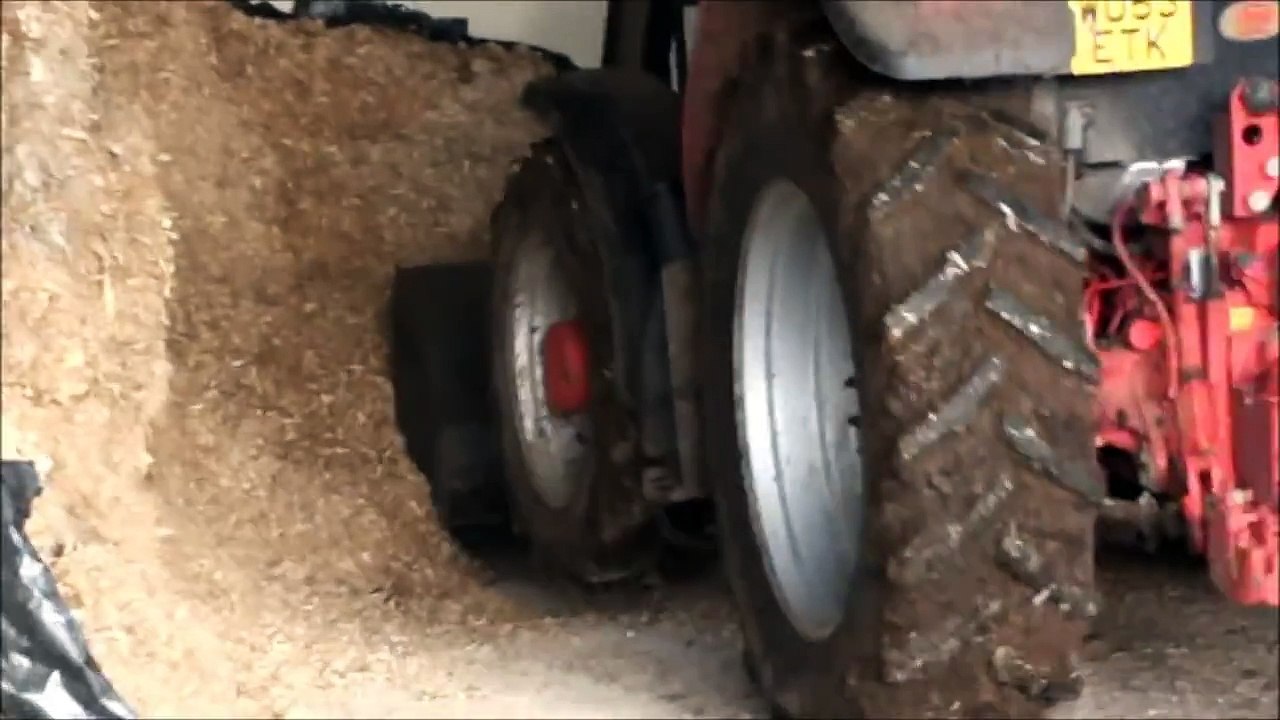 putting maize silage out for the cows