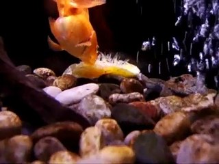 My Goldfish Eating an Orange