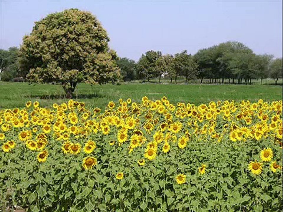 Village Life in Pakistan