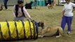 Great Dane 1st Agility class - Beginners course, Auckland Canine Agility Club