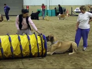 Great Dane 1st Agility class - Beginners course, Auckland Canine Agility Club