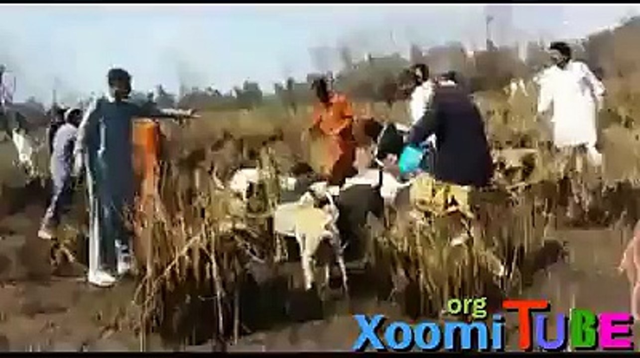 Dogs hunting a Lion - King of Jungle