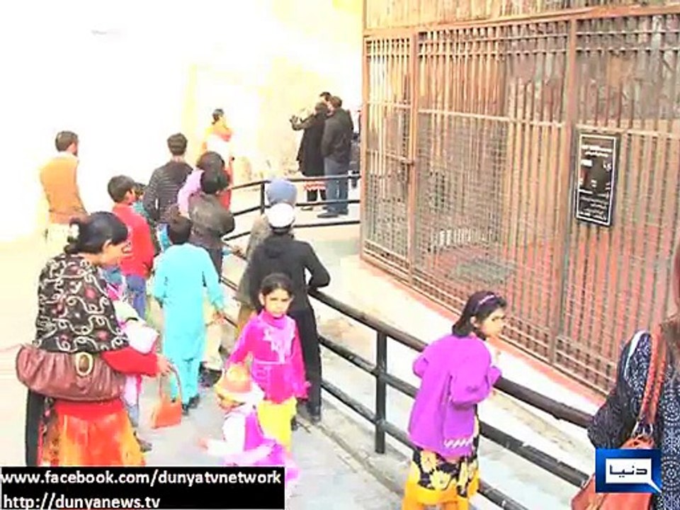 Dunya News-Lahore zoo s oldest lion passes away at the age of 16