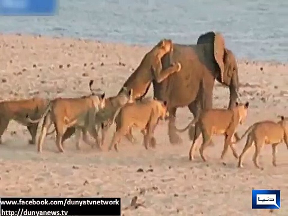 Dunya news-Young elephant fight off 14 lions