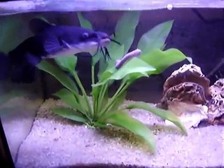 Acuario pez gato (ictalurus melas)