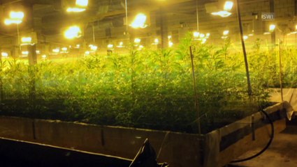 Illegal plantations: the rise of cannabis farms in Switzerland