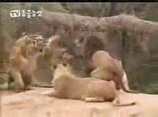 Horrible Wild Animals Fighting Each Other