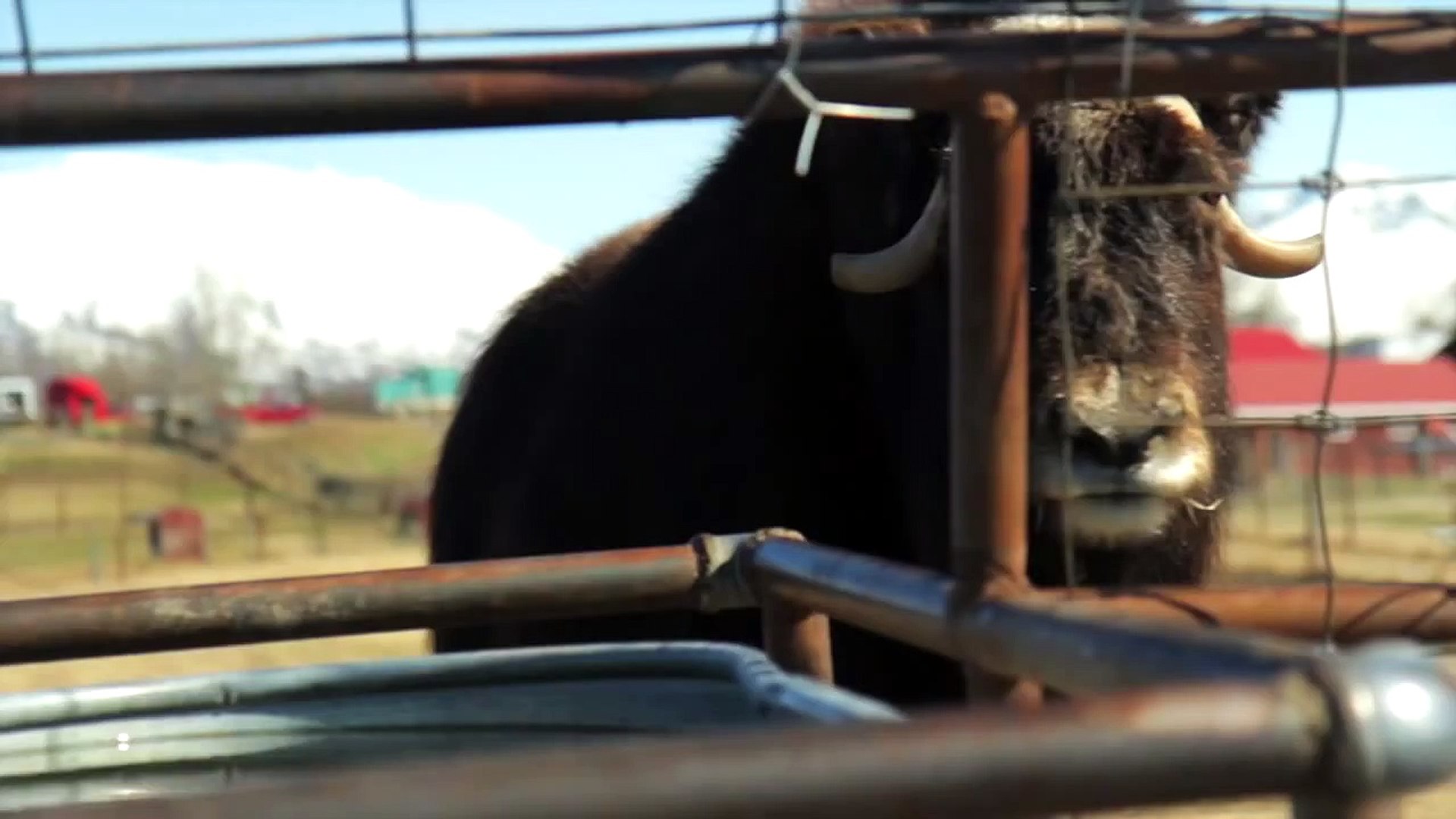 I Am A Musk Ox Farmer | INDIE ALASKA