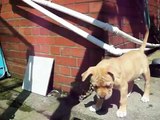 dogue de bordeaux 8 weeks old fight with slipper!