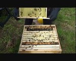 Keeping honey bees. We remove queen cells after swarm