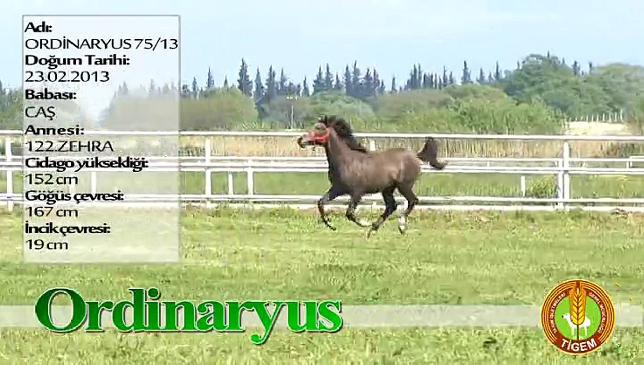 ORDİNARYUS