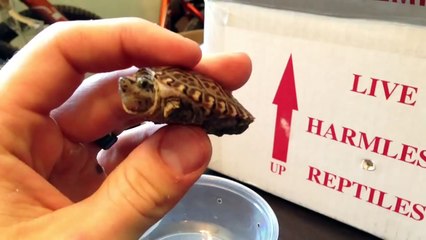 New Turtles - Unboxing from The Turtle Source