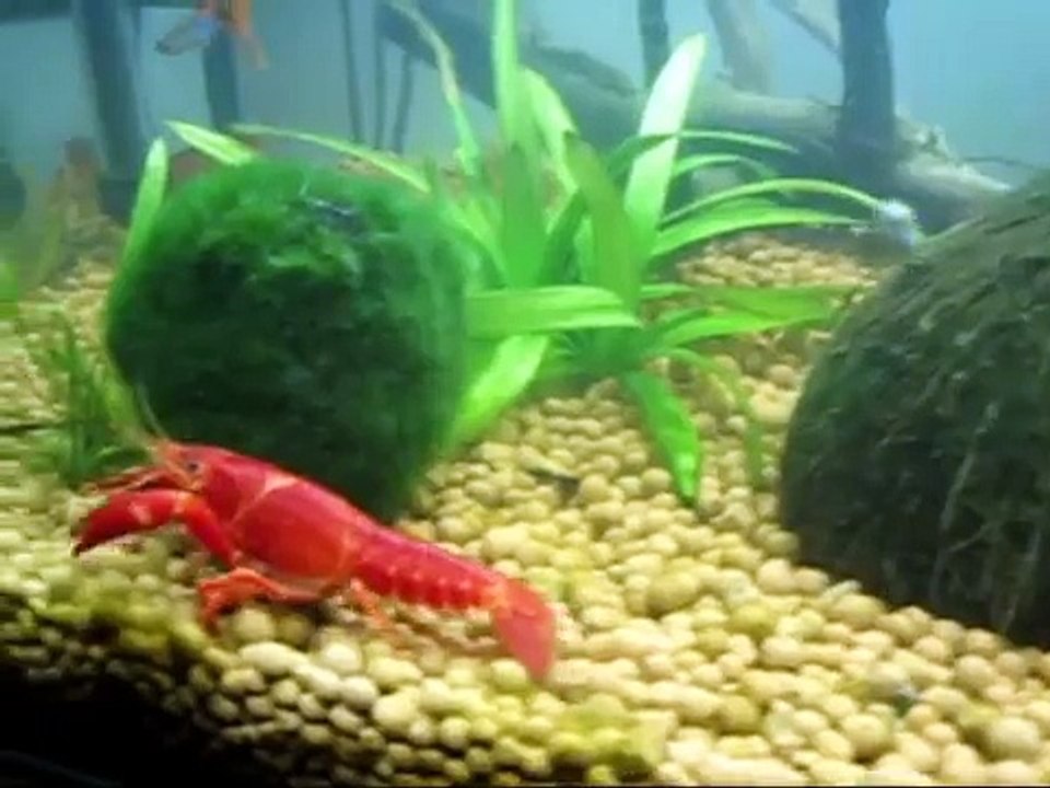 Aquarium 160l  100x40x40cm mit Welsen, Schwerttraegern, Mollys, Guppys und Krebsen