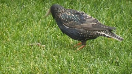 Birds battle for worms in backyard