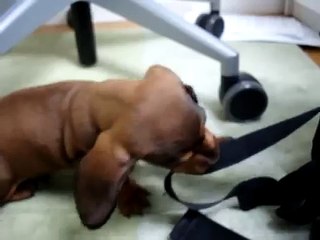 UNGLAUBLICH!Hugo der süßeste Hund der Welt in Aktion !