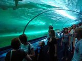 Sydney Aquarium:  Sharks, Turtles, Rays, and many more types of fish