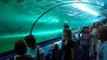 Sydney Aquarium:  Sharks, Turtles, Rays, and many more types of fish