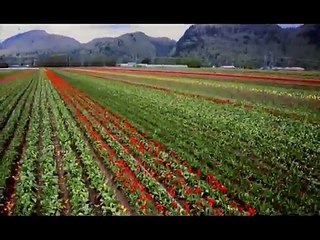 manu akhdi aa  pendu amrinder gill best song