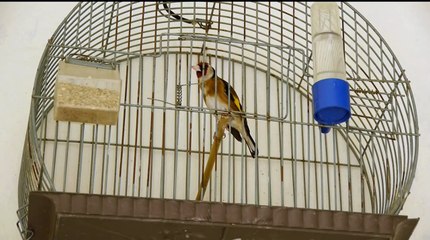 chant de chardonneret  goldfinch song