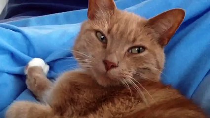 Sid The Very Happy Content Purring Kitty Cat!